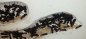 Preview: Camponotus ligniperdus (Braunschwarze Rossameise)